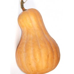 ZUCCA LUNGA  AL KG INTERA O...