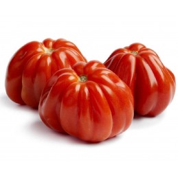 POMODORO CUORE BUE AL KG